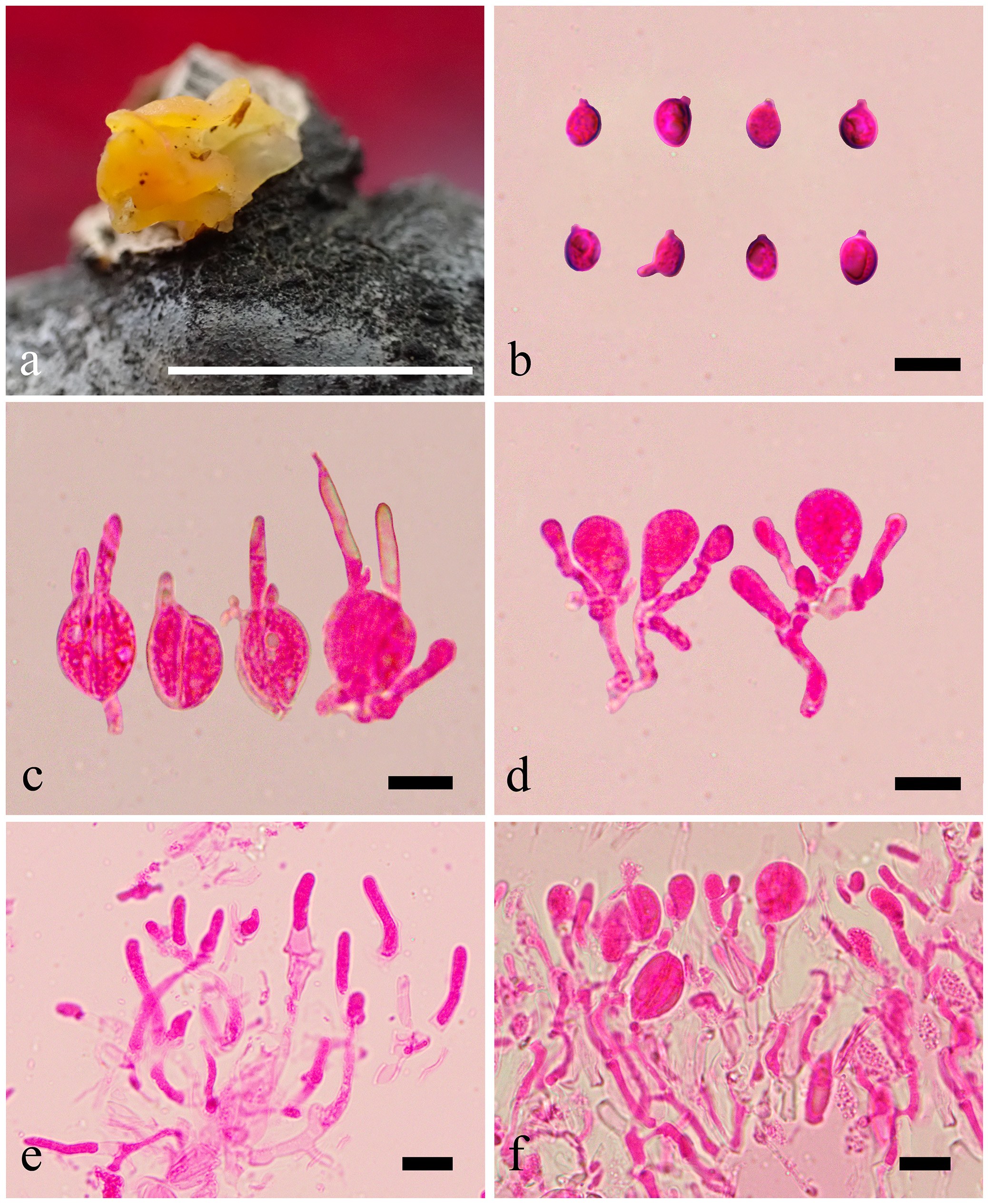 Figure 64